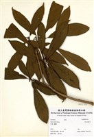 藏品(林氏木薑子)的圖片